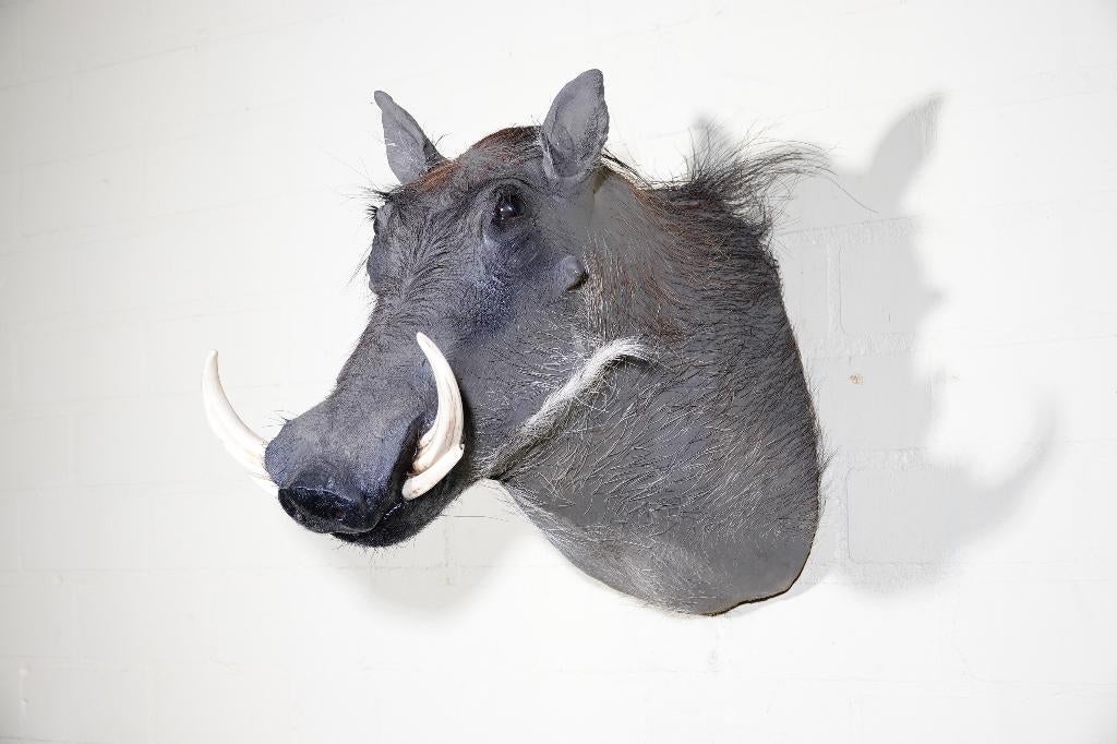 warthog wrattenbeest afrikaans zwijn opgezet taxidermy, Verzamelen, Ophalen, Zo goed als nieuw, Hert, Gewei of Kop