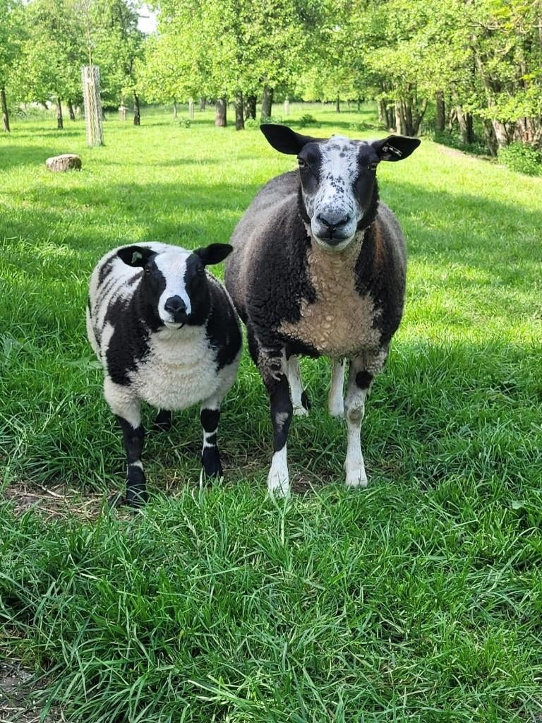 Mooi bont stelletje (schaap en ooi lam) zwoegervrij, Dieren en Toebehoren, Vrouwelijk, Schaap