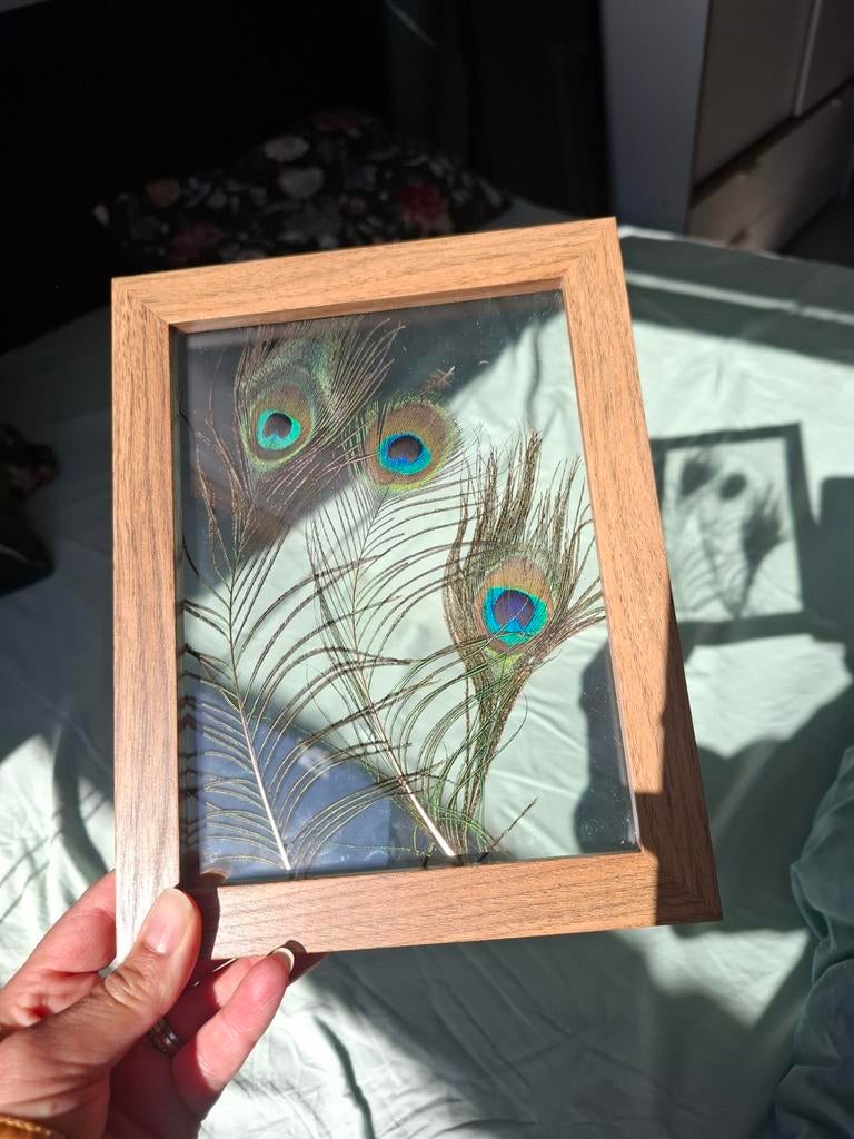 Lijst met pauwenveren, Huis en Inrichting, Minder dan 50 cm, Nieuw, Ophalen of Verzenden, Minder dan 50 cm