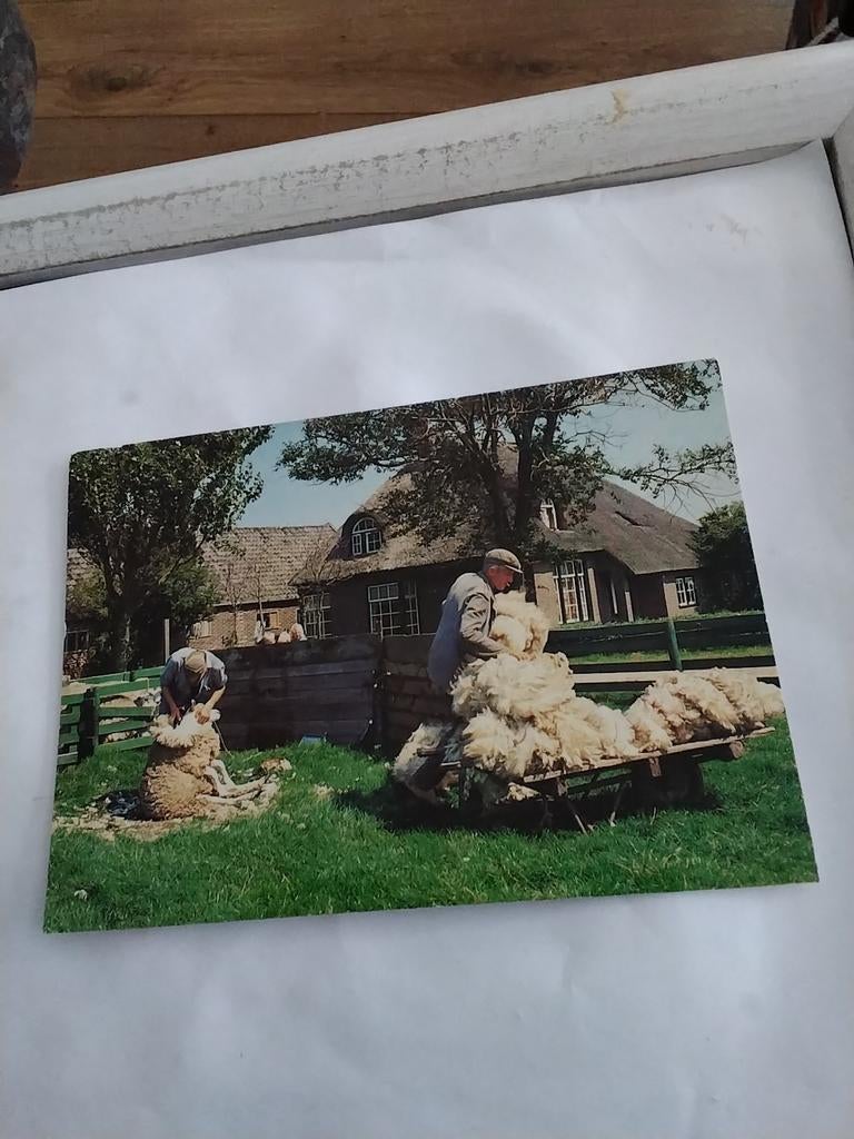 GROETEN VAN TEXEL. SCHAPEN SCHEREN. 1989, Ophalen of Verzenden, 1980 tot heden, Waddeneilanden
