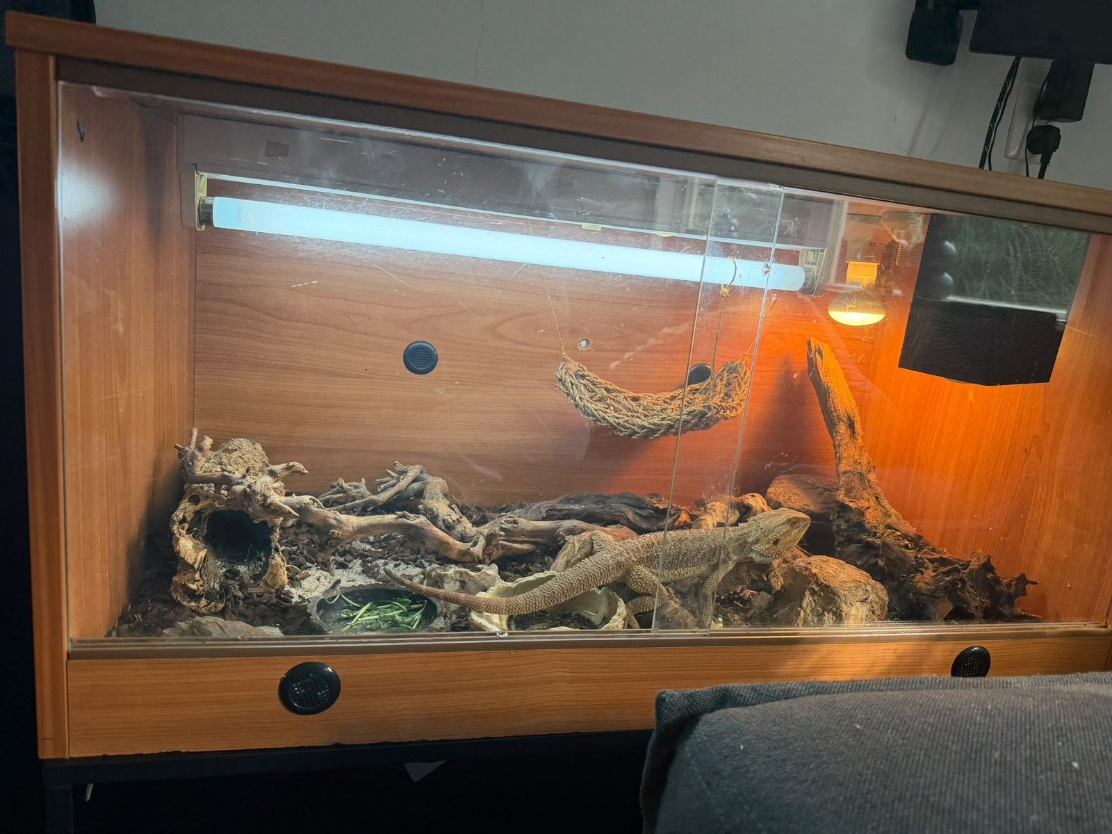 Baardagaam 2 jaar inclusief terrarium Bearded Dragon - unknown for sale from Daisy van Brenkelen