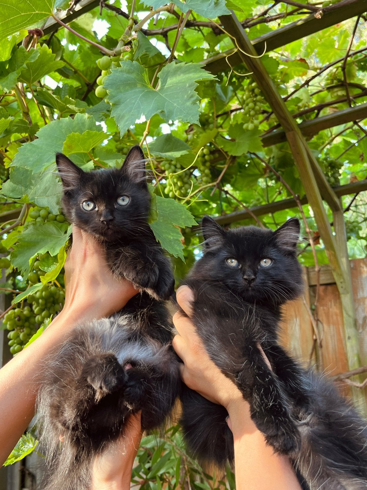 Kittens Kiki & César (Perzische Kat/Britse Korthaar), Dieren en Toebehoren, Katten en Kittens | Raskatten | Langhaar, Meerdere dieren
