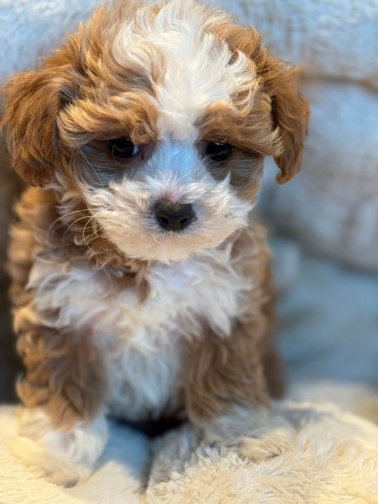 Beeldschone mini Maltipoo pups. Geschikt bij allergie, Poedel, Parvo, Nederland, 8 tot 15 weken