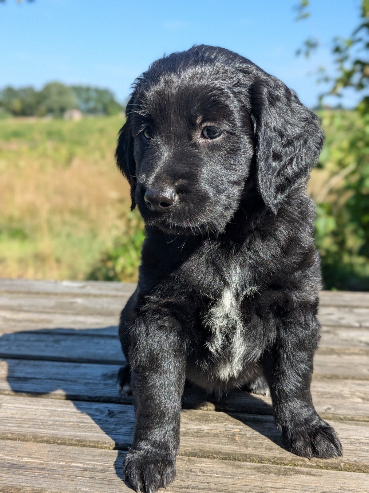 Mooie Golden retriever x Friese stabij pups, Overige rassen, 8 tot 15 weken, Meerdere, Meerdere dieren