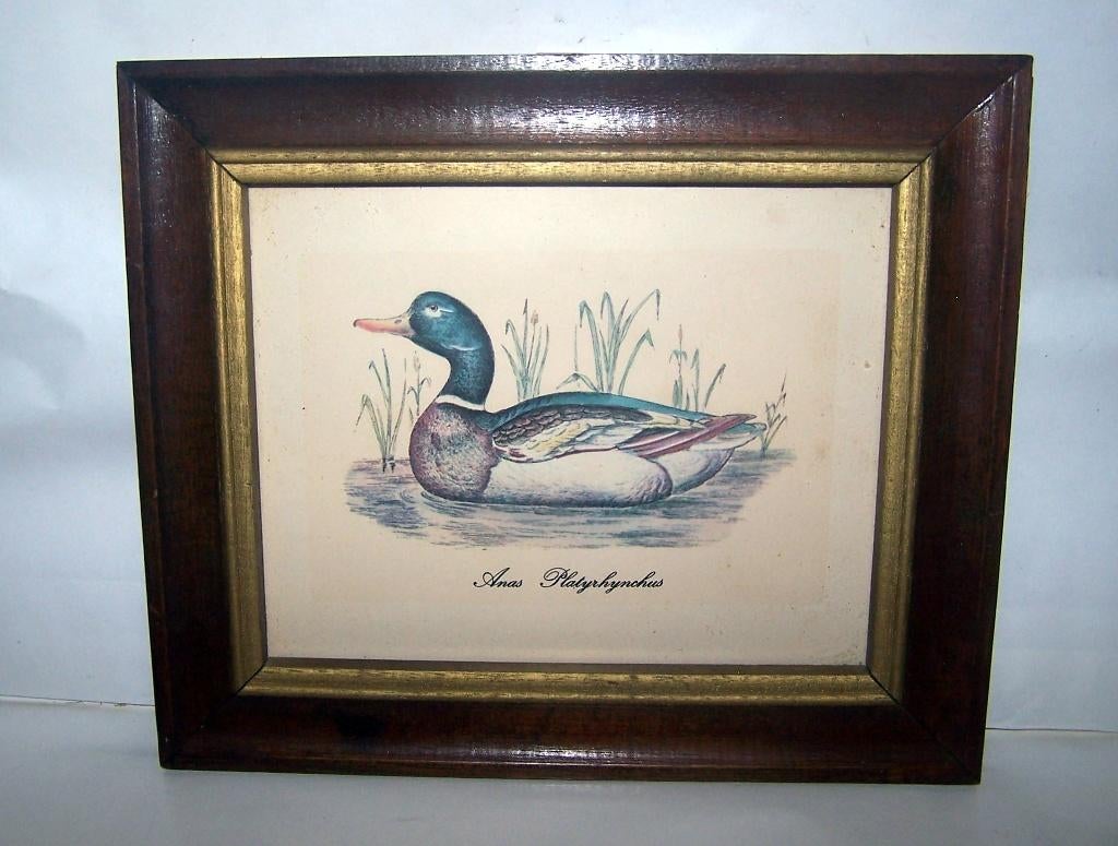 Vintage print Wilde eend. Achter glas, houten lijst. 26x22cm, Ophalen of Verzenden