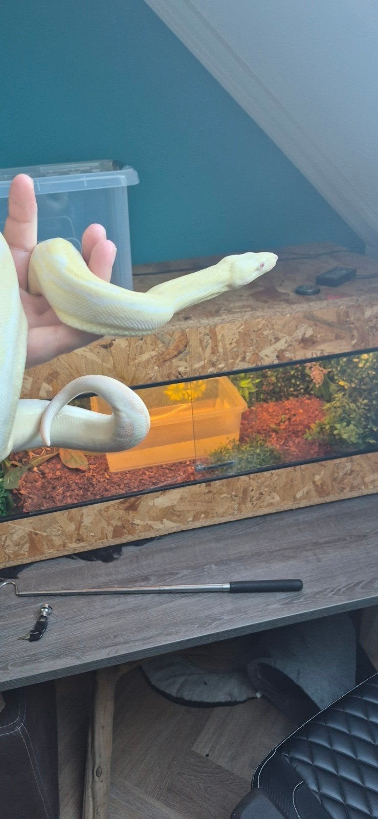 Boa constrictor Albino RLT – Vrouw + terrarium., Dieren en Toebehoren, Reptielen en Amfibieën, Slang, Tam