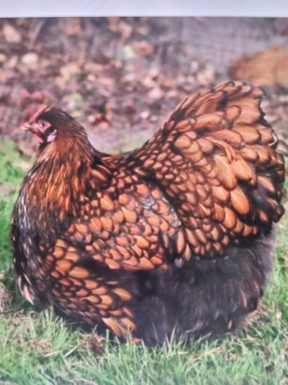 Trio Orpington groot zwart goud gezoomd, Dieren en Toebehoren, Pluimvee, Meerdere dieren, Kip