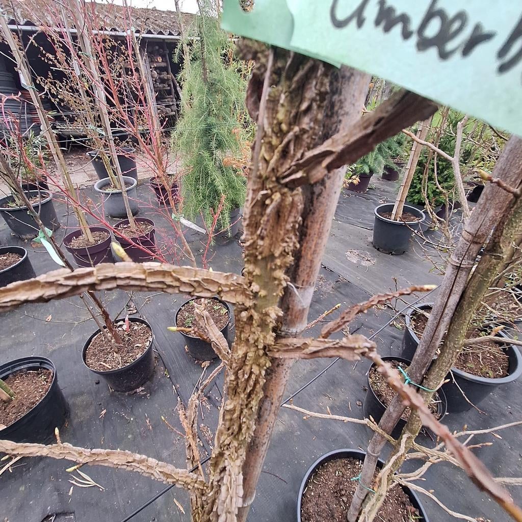 Amberboom in diverse maten - Liquidambar styraciflua, Herfst, Overige soorten, 250 tot 400 cm, Ophalen