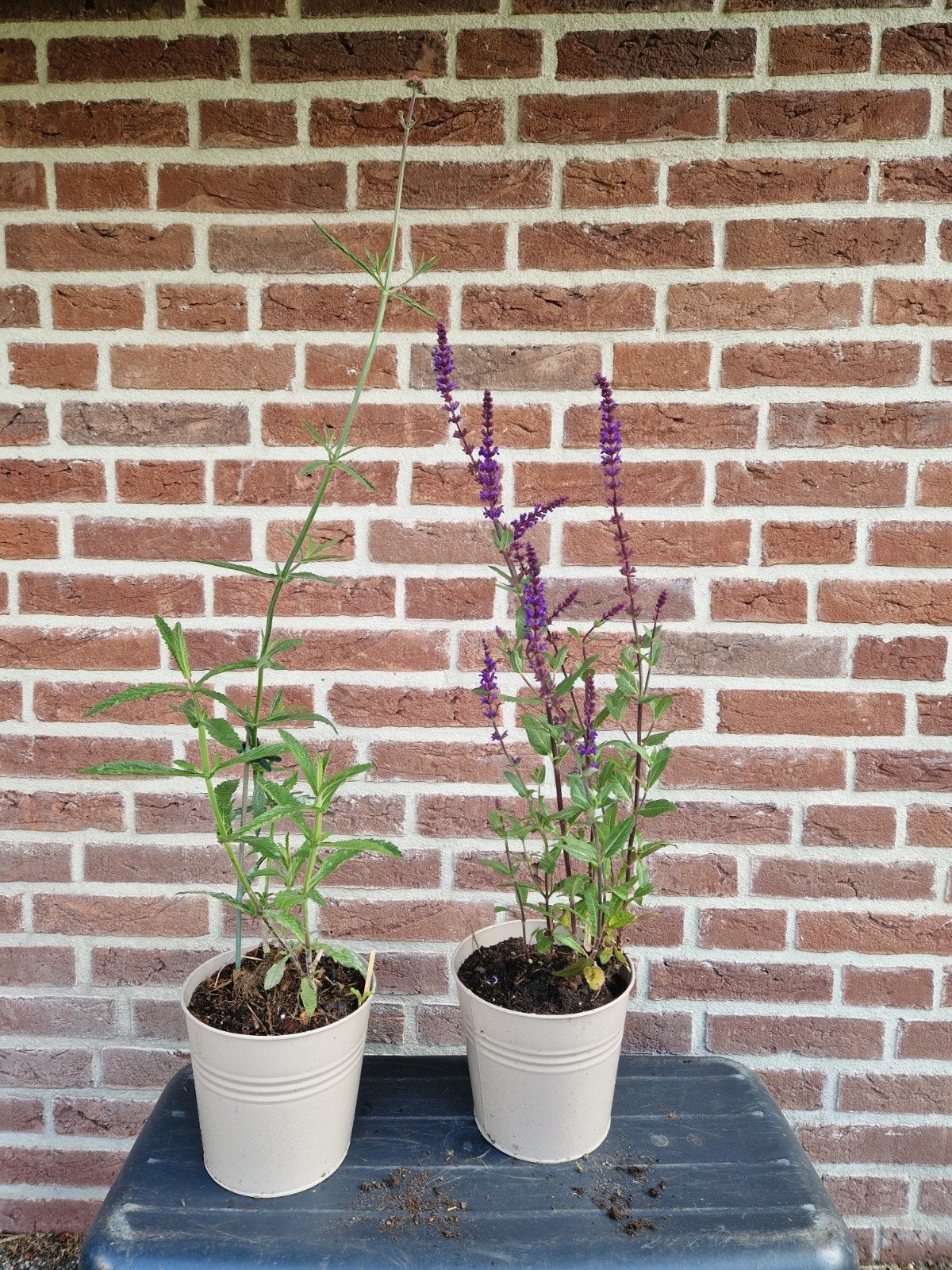 Verbena (ijzerhard) en Salvia planten, Ophalen, Overige soorten, Volle zon