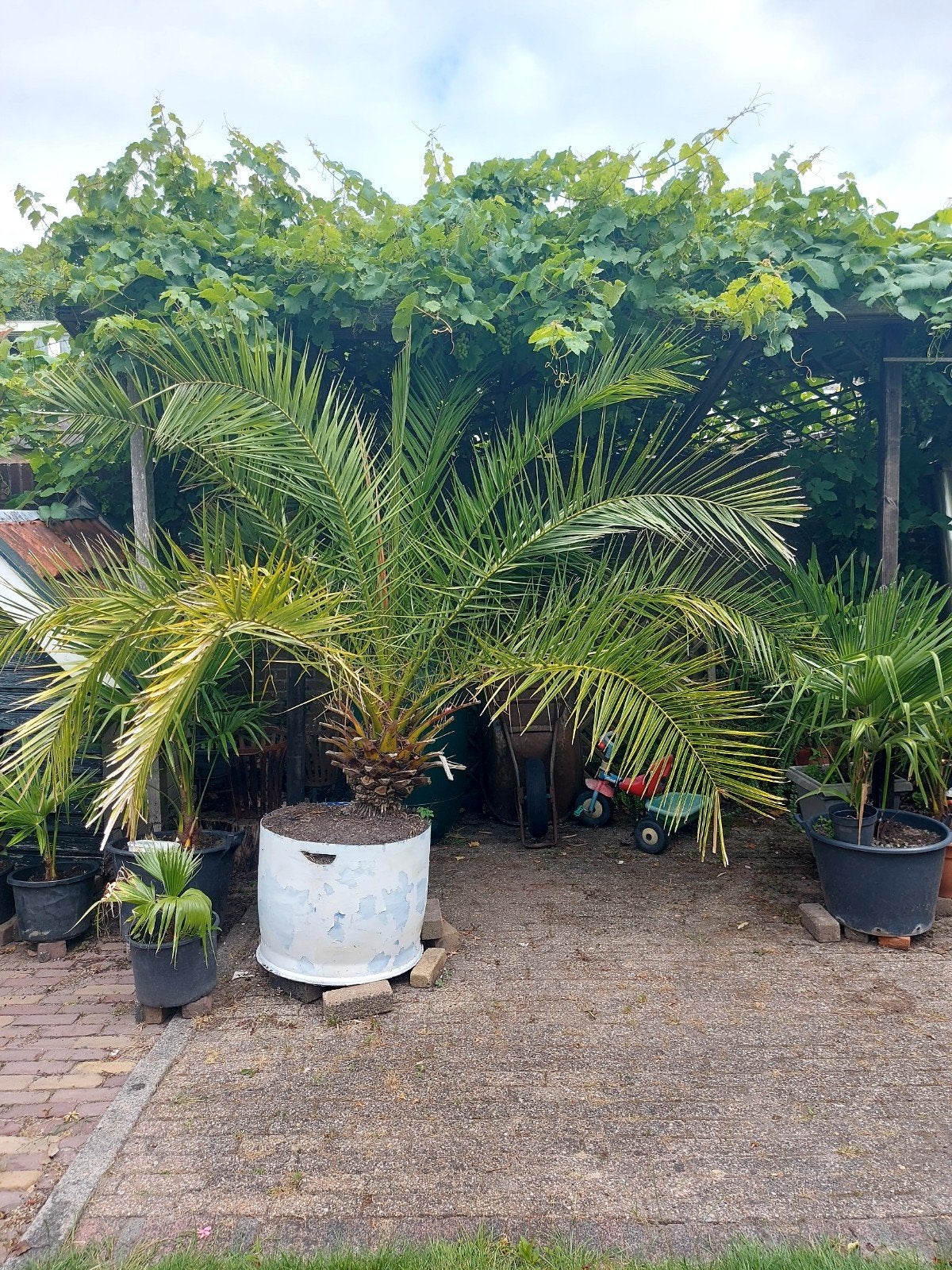 dadelpalm hoogte 2.80, Ophalen, Volle zon