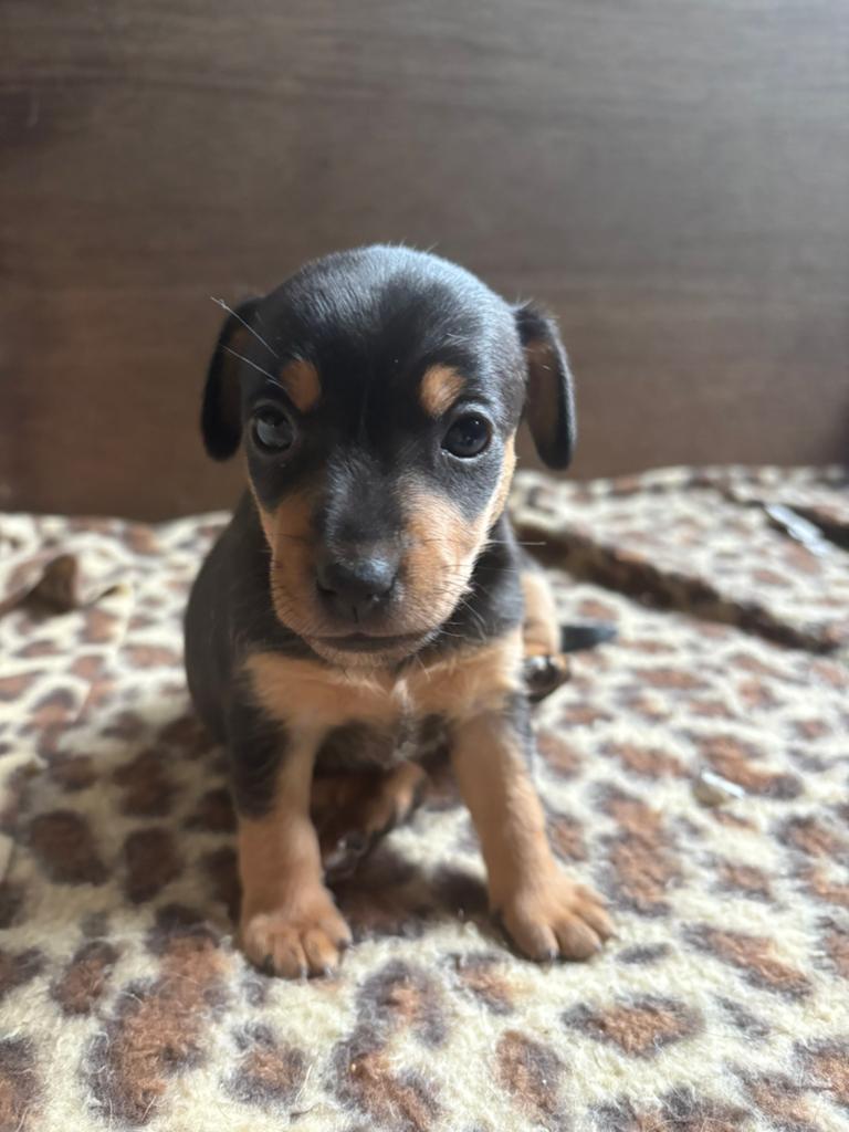 Jack Russel pup, teefje black and tan, Jack Russell Terriër, Meerdere, Meerdere dieren, Nederland