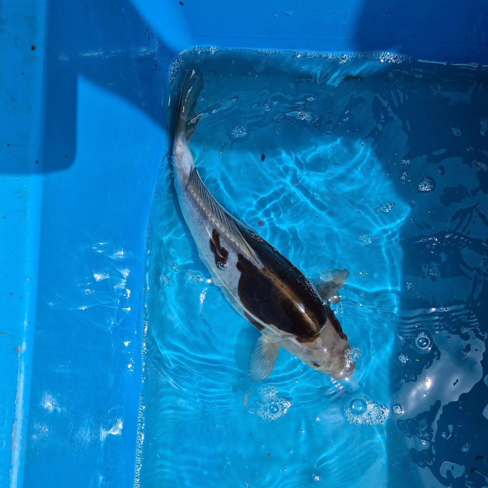 Japan koi doitsu ochiba shigure, Dieren en Toebehoren, Vissen | Vijvervissen, Karper of Koi