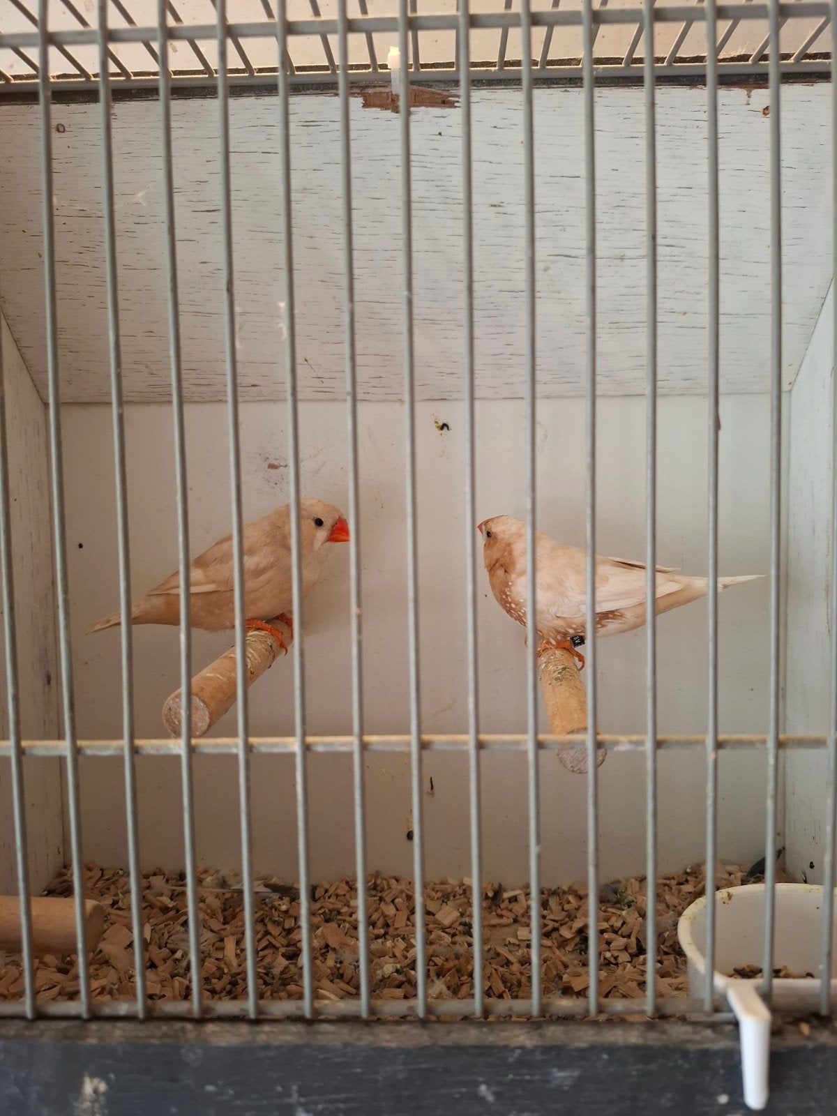 Zebravinken oranjewang/oranjeborst, Dieren en Toebehoren