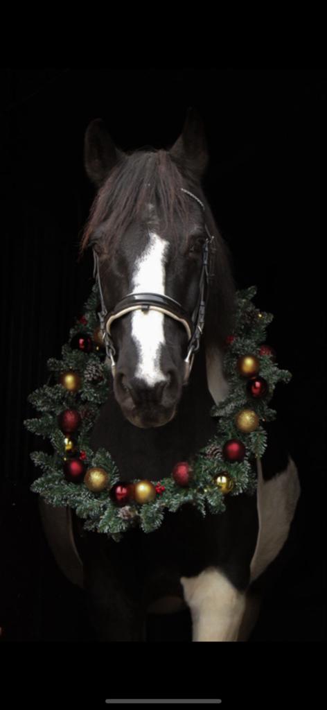 Mooi paardenhoofdstel te koop, Ophalen of Verzenden, Gebruikt