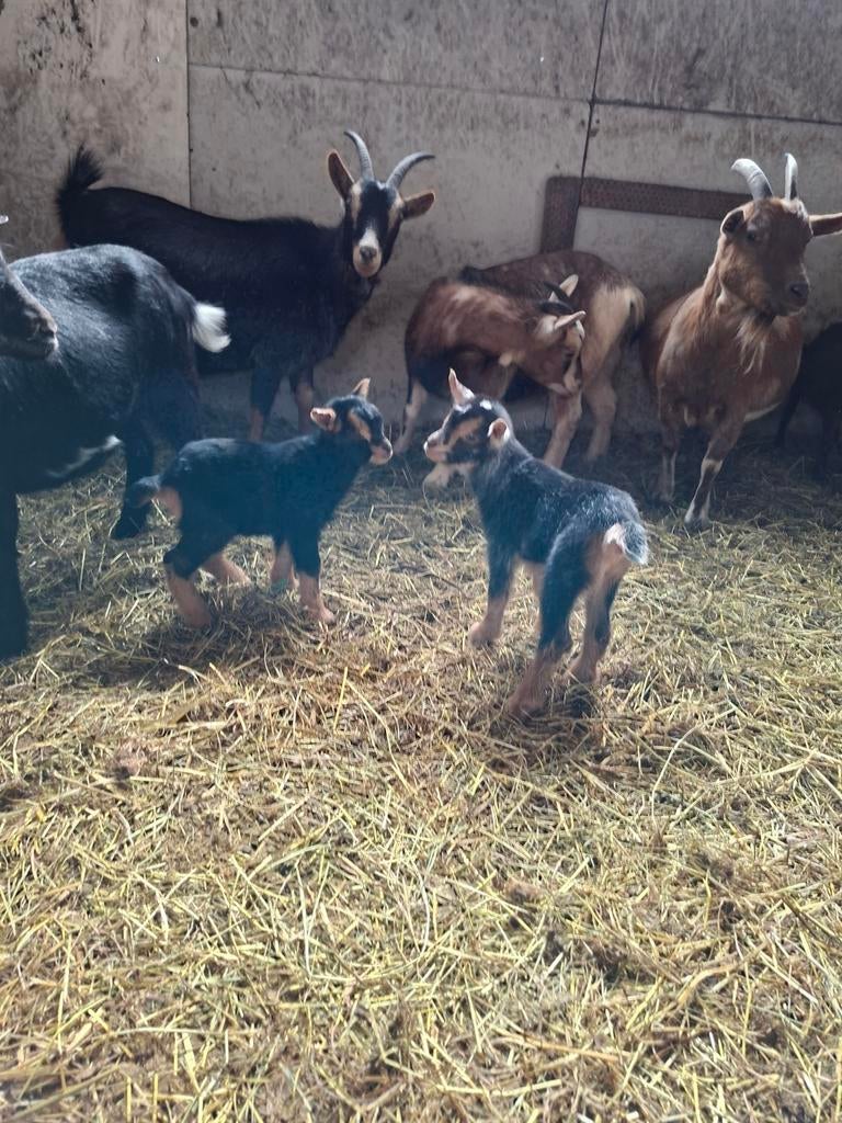 Choco dwerggeit met jongen, Dieren en Toebehoren, Meerdere dieren, Geit