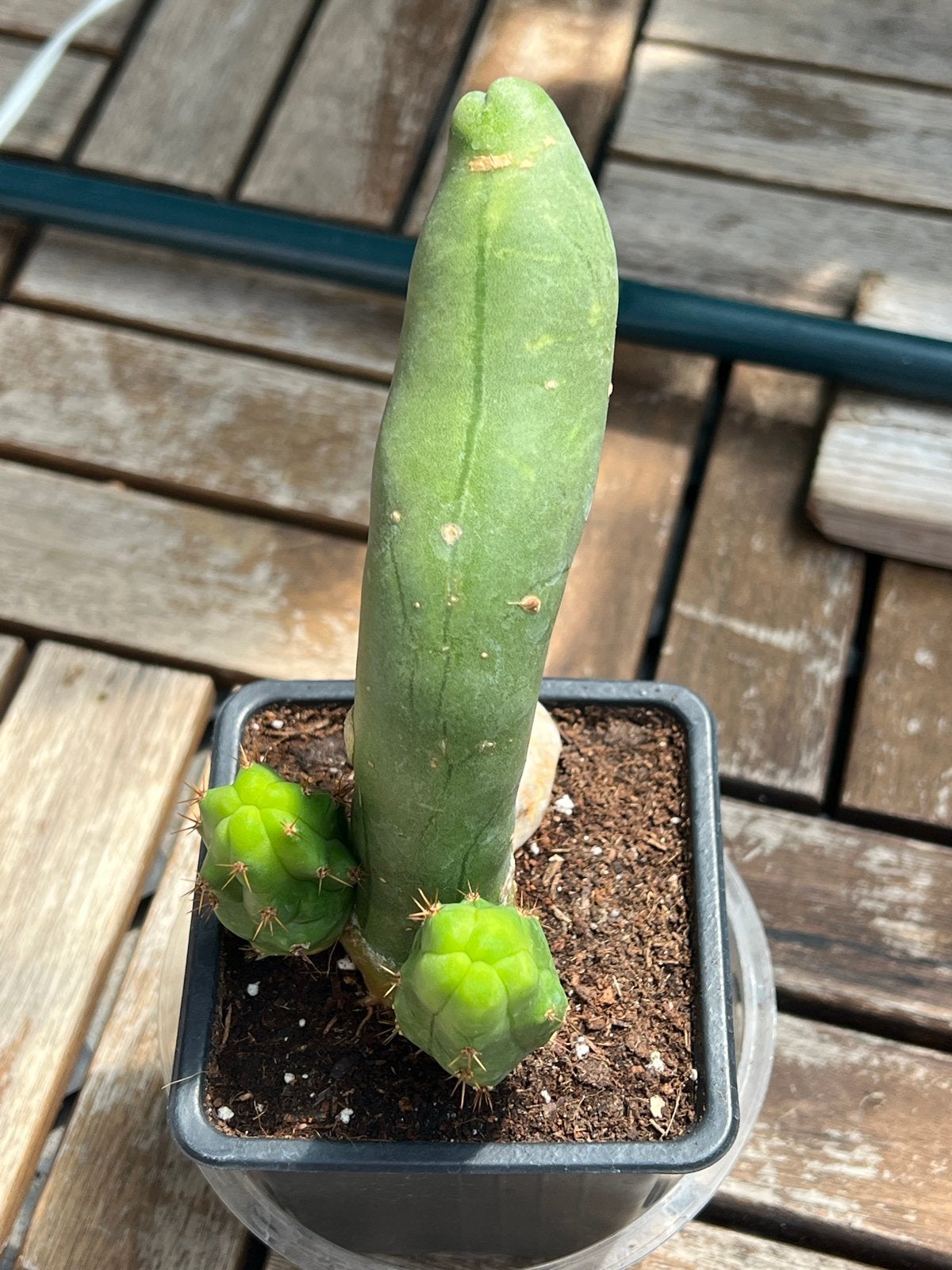 Unieke penis Cactus met 2 pups, Overige soorten, Volle zon, Vaste plant, Ophalen of Verzenden