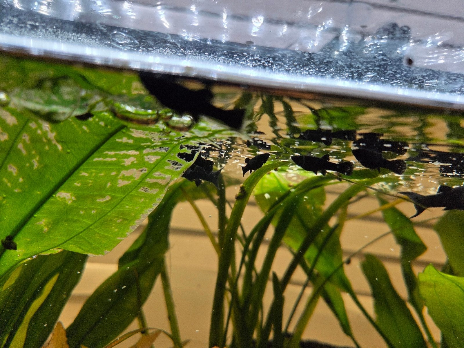 Black Mollies, Dieren en Toebehoren, Vissen | Aquariumvissen, Vis