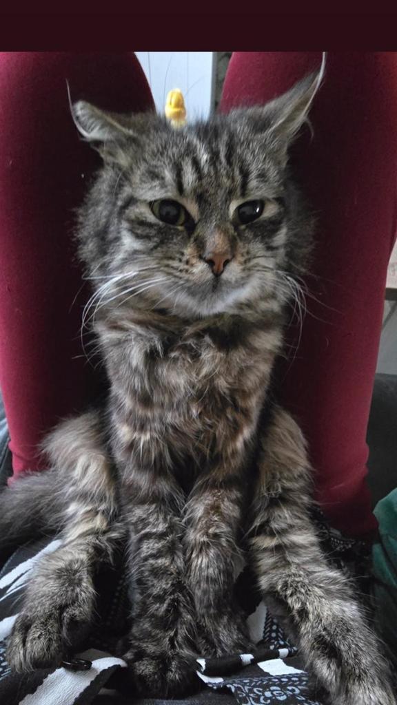 Noorse Boskat kitten poesje, Poes