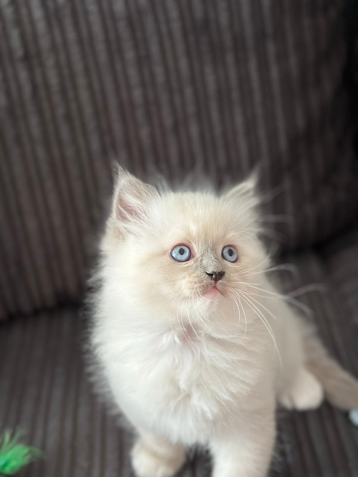 Ragdoll kitten (poesje), Dieren en Toebehoren, Katten en Kittens | Overige Katten, Poes