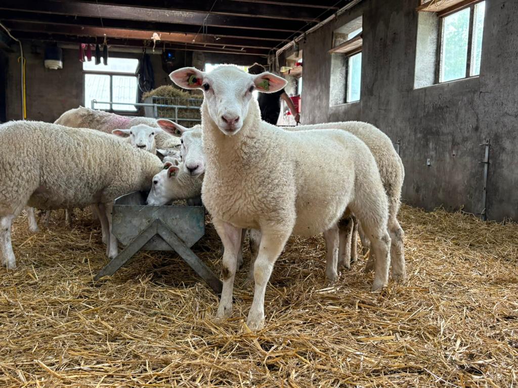 Swifter ooilammeren., Dieren en Toebehoren, Schapen, Geiten en Varkens, Meerdere dieren, Schaap