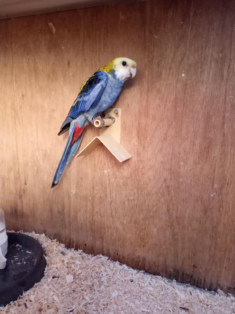 vogelmarkt boskoop, Meerdere dieren