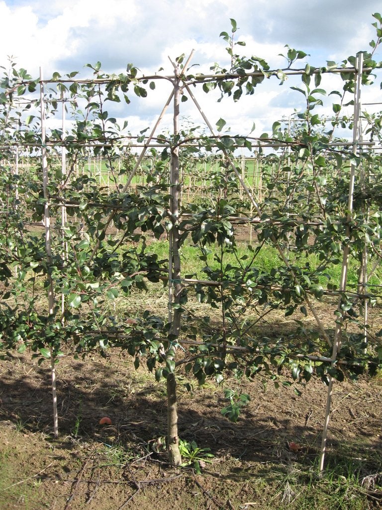 laagstamleifruit, Ophalen, Lente, Volle zon, In pot