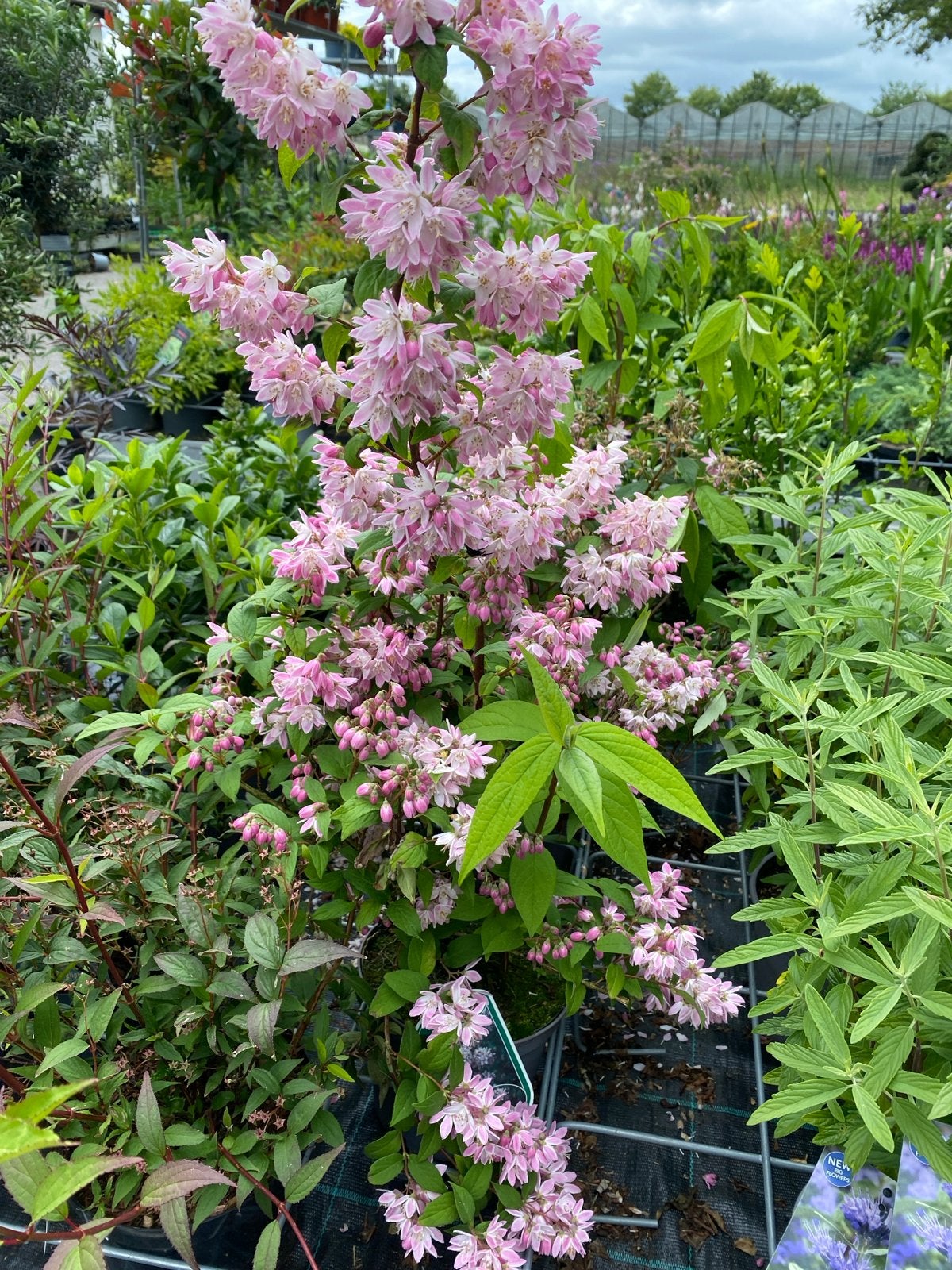 Deutzia x hybrida 'Perle Rose' - Roze Bruidsbloem, Volle zon, Vaste plant, Lente, Ophalen