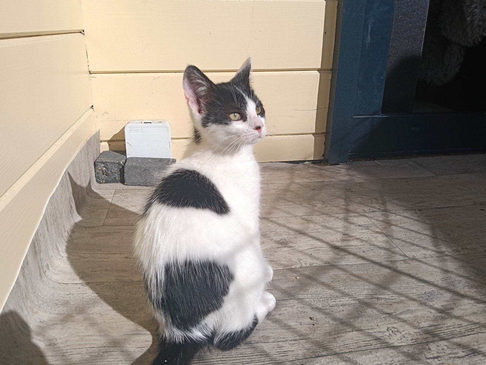 tamme kittens 3  poezen zwart wit, Dieren en Toebehoren, Poes, Ontwormd, 0 tot 2 jaar