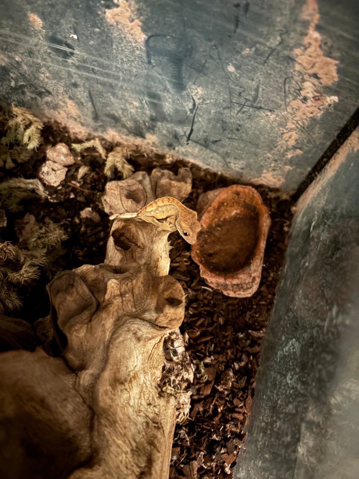 Crested gecko (wimper gecko) + pangea food Crested Gecko photo 5