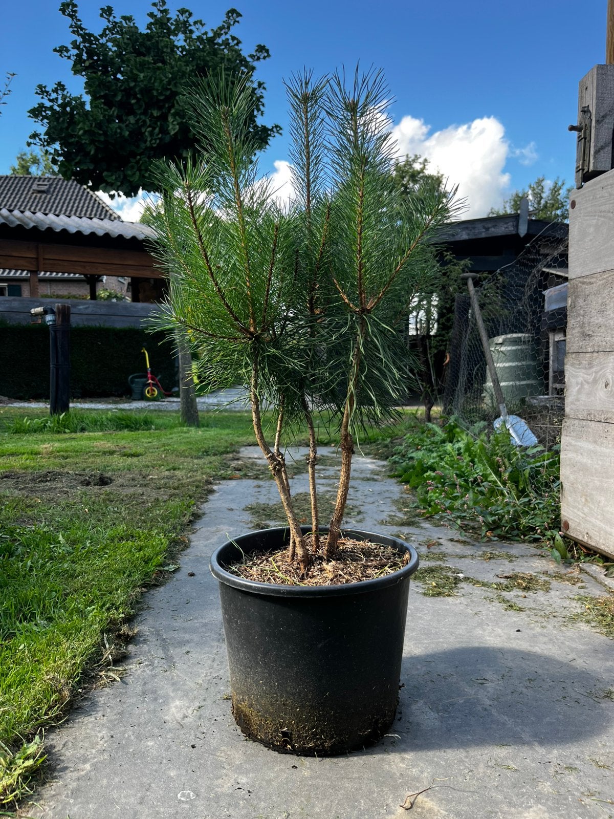 Pinus sylvestris (meerstammig) naaldboom, Tuin en Terras, Bloeit niet, Overige soorten, Minder dan 100 cm, Ophalen