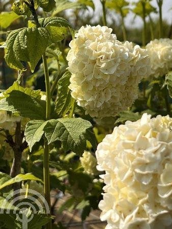 HEESTER Viburnum opulus 'Roseum' Gelderse roos witte bollen, Overige soorten, Vaste plant, Ophalen of Verzenden, Halfschaduw