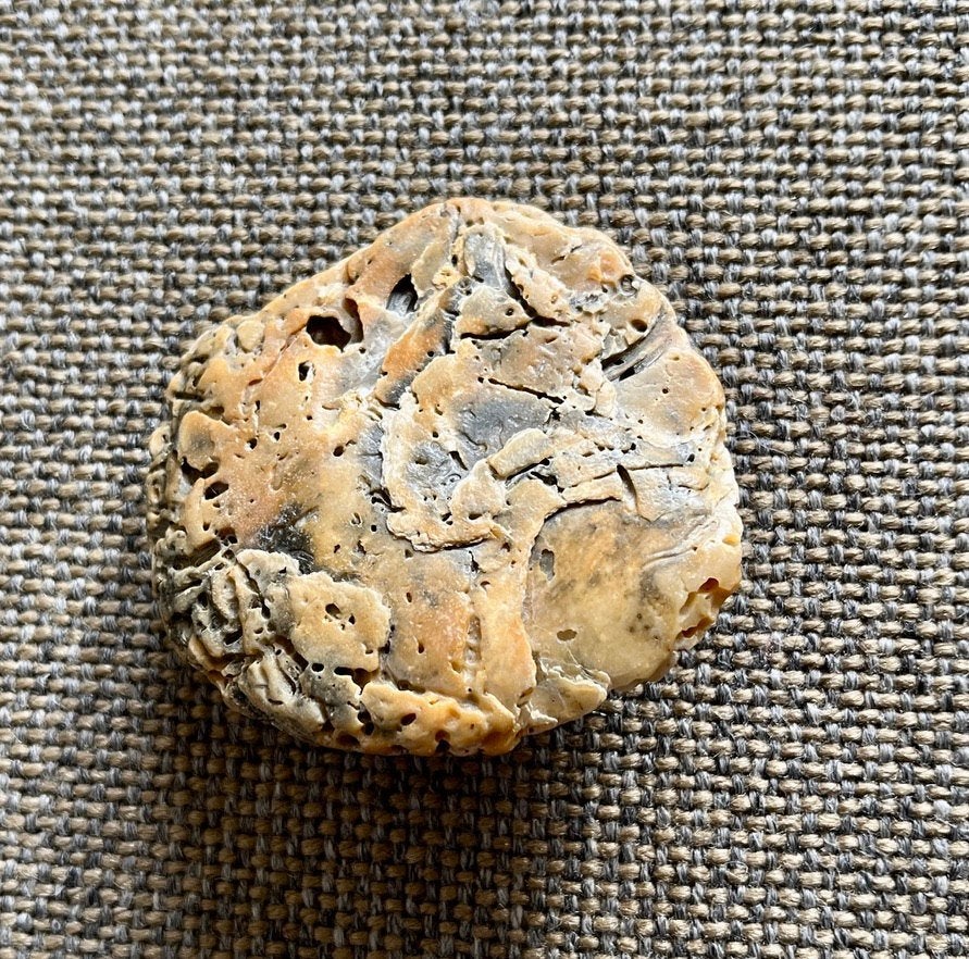 Broche van fossiel hout, Ophalen of Verzenden, Zo goed als nieuw, Bruin, Overige materialen