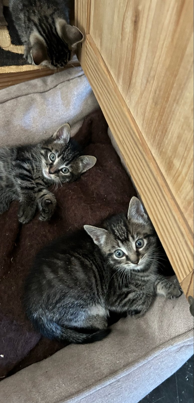 Te koop 3 kittens, grijs met zwart, Dieren en Toebehoren, Katten en Kittens | Overige Katten, Meerdere dieren