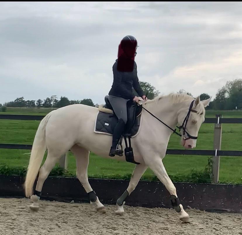 Prachtige lieve  Cremello merrie (2020), Dieren en Toebehoren, Paarden, Merrie, L, Gechipt, Recreatiepaard