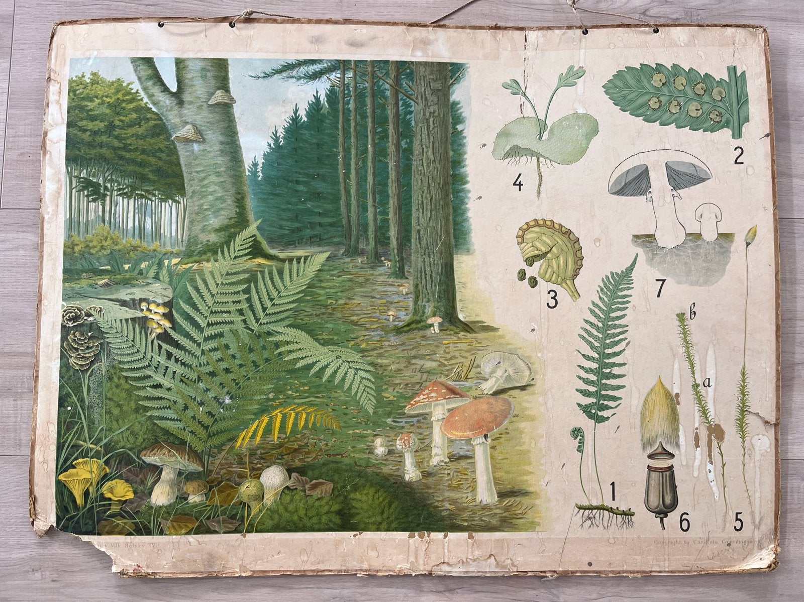 Vintage Biologie Schoolplaat Paddenstoelen en Varens, Antiek en Kunst, Antiek | Schoolplaten, Ophalen, Natuur en Biologie