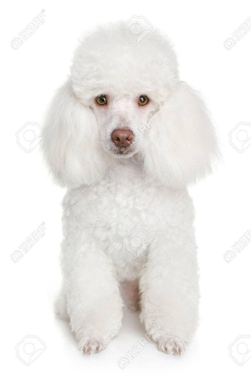 GEZOCHT Witte toypoedel dekreu, Dieren en Toebehoren, Reu, Eén hond, 3 tot 5 jaar, Nederland