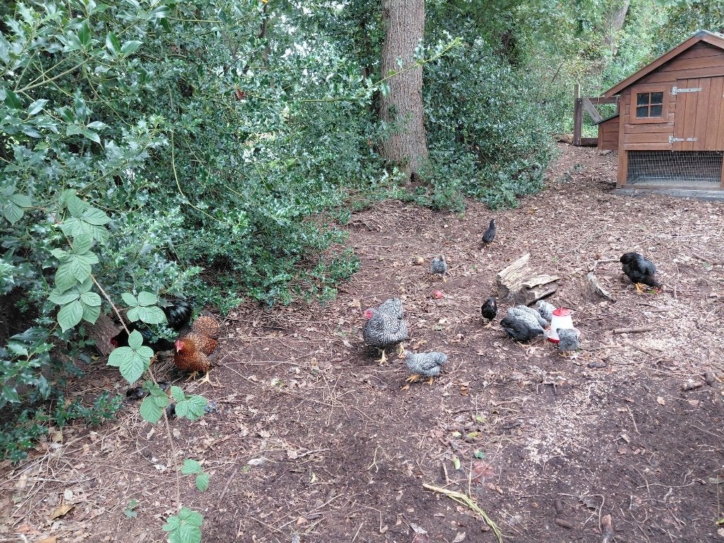 Wayandote krielkippen, Dieren en Toebehoren, Meerdere dieren, Kip