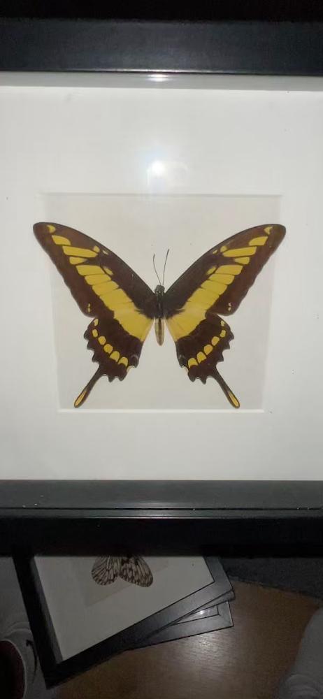 Ingelijste Papilio thoas vlinder (Peru) - King Swallowtail, Dieren en Toebehoren, Insecten en Spinnen