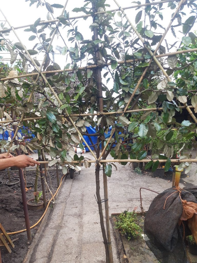 Elaeagnus Ebbingei als leiboom/struik in pot, Leiboom, Lente, 100 tot 250 cm, Ophalen