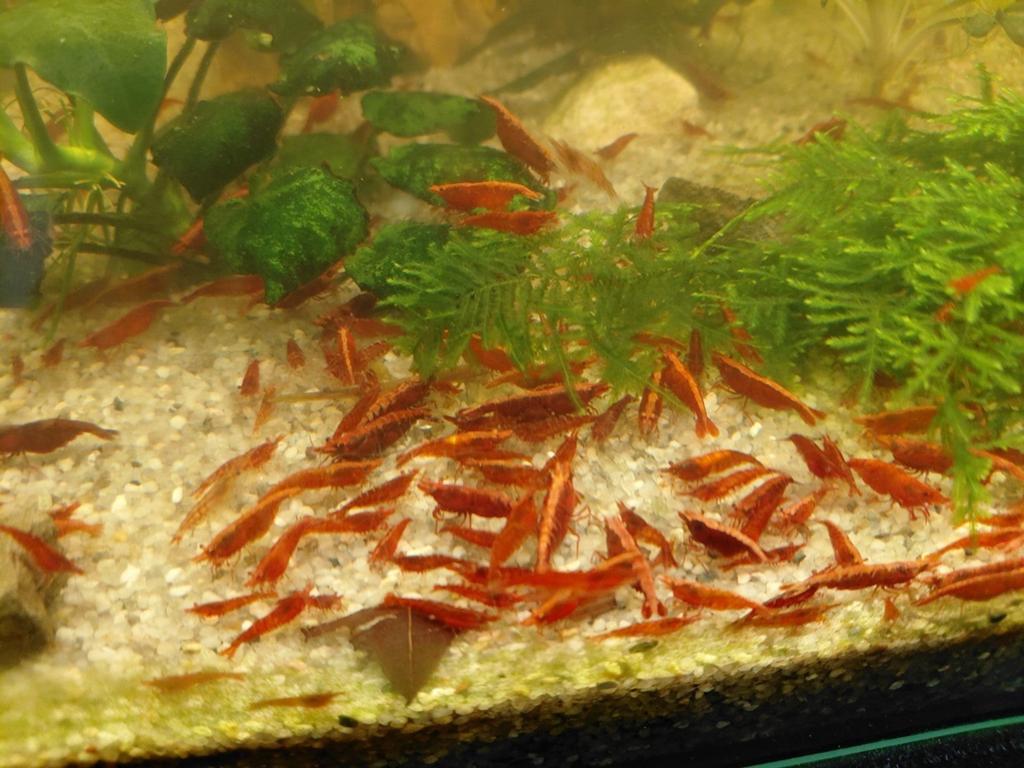 Mooie jonge rode garnalen., Dieren en Toebehoren, Kreeft, Krab of Garnaal