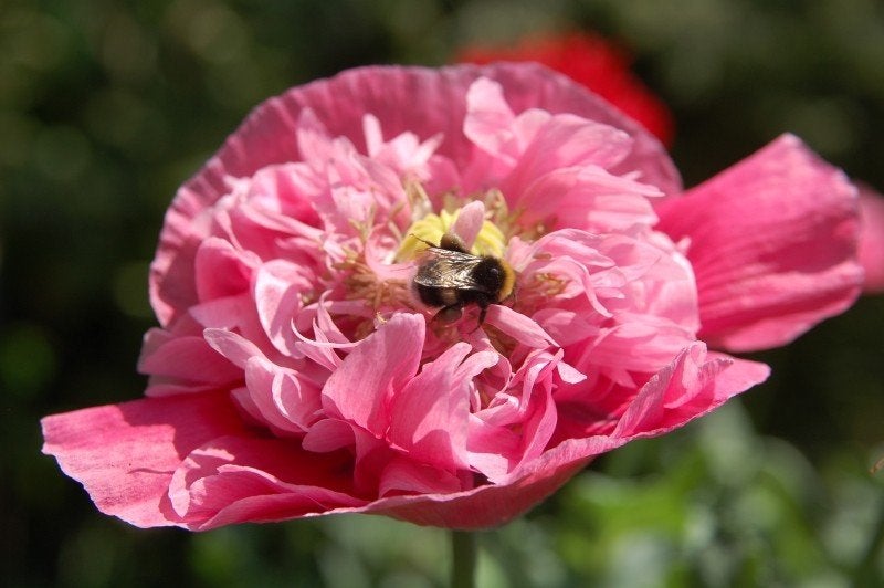 Uit de biologische moestuin: papaver, lichtroze, zaden, Ophalen of Verzenden, Voorjaar, Volle zon, Zaad