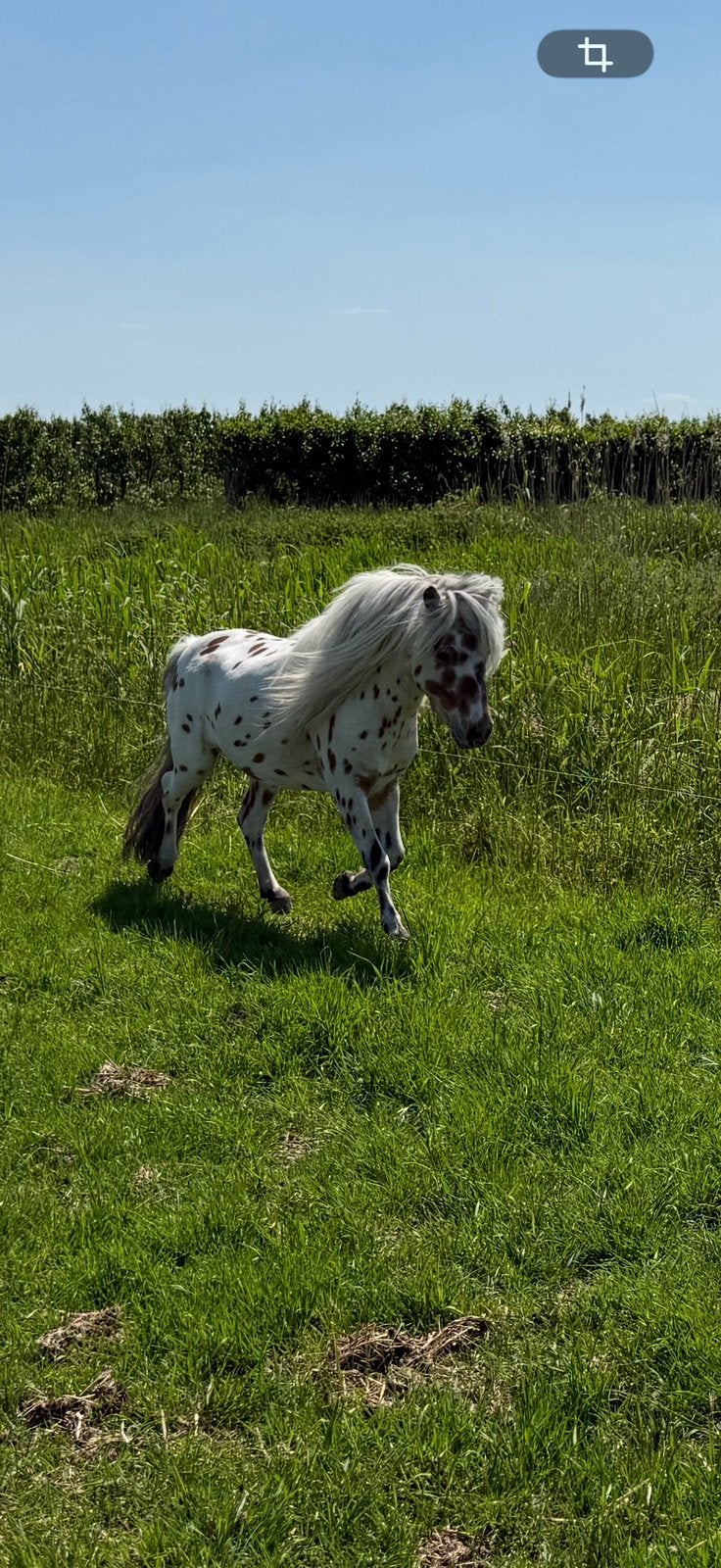 Unieke Appaloosa Dekhengst met Duitse staatspremie, Hengst