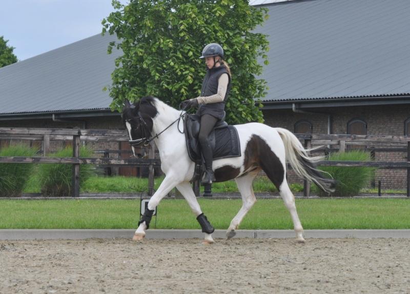 bonte D pony ruin, B, Ruin, Dressuurpony, 3 tot 6 jaar