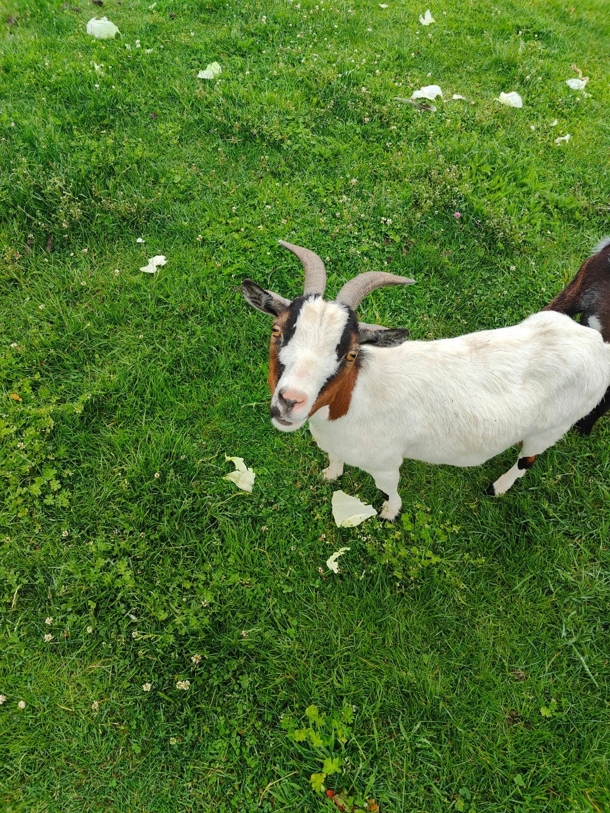Dwerggeit, Dieren en Toebehoren, Vrouwelijk, Geit