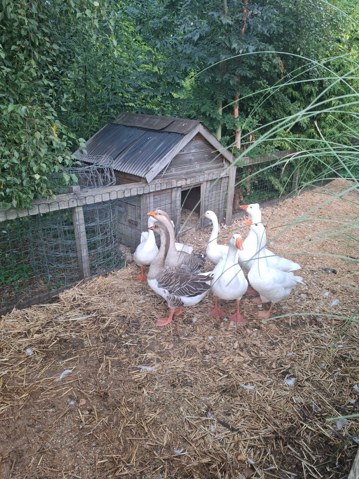 witte ganzen, Meerdere dieren, Gans of Zwaan