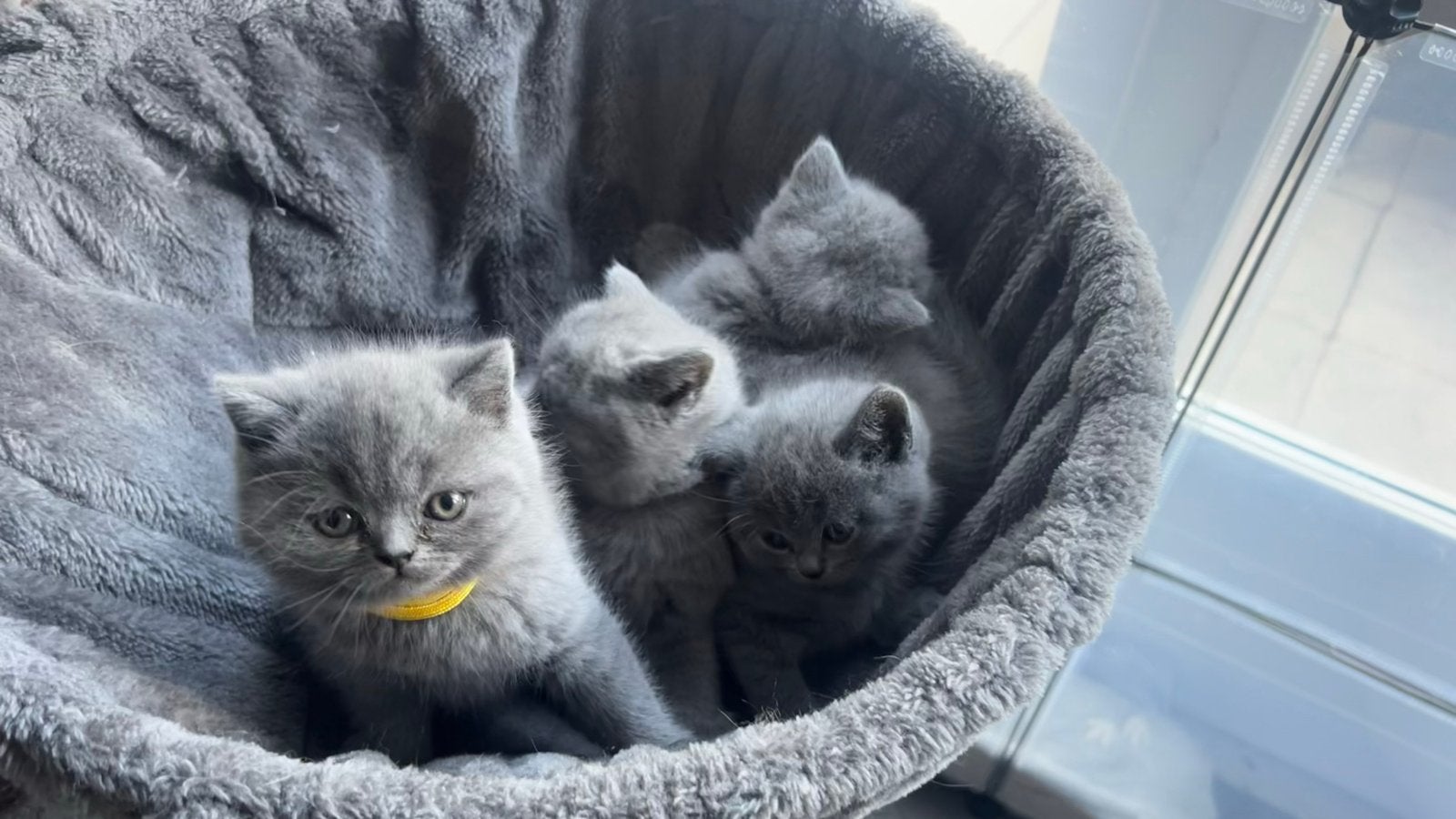De allerschattigste brits korthaar kittens, Meerdere dieren, Gechipt