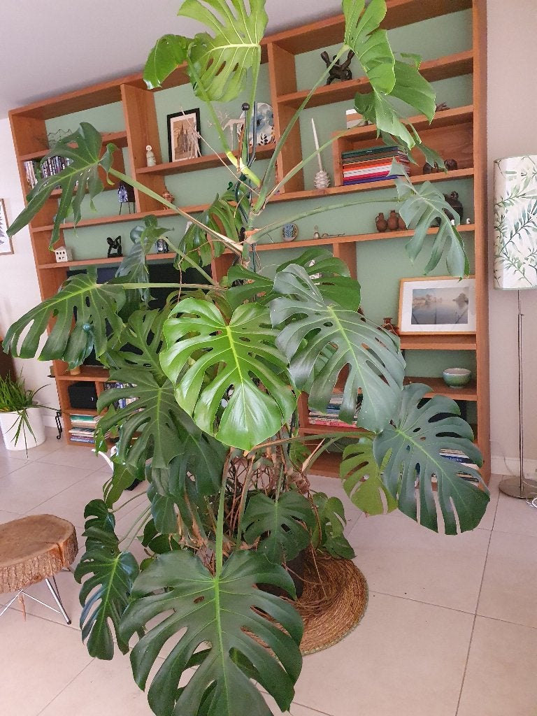 Monstera pertusum ( gatenplant), Huis en Inrichting, Kamerplanten, Ophalen, 200 cm of meer, Overige soorten, Halfschaduw