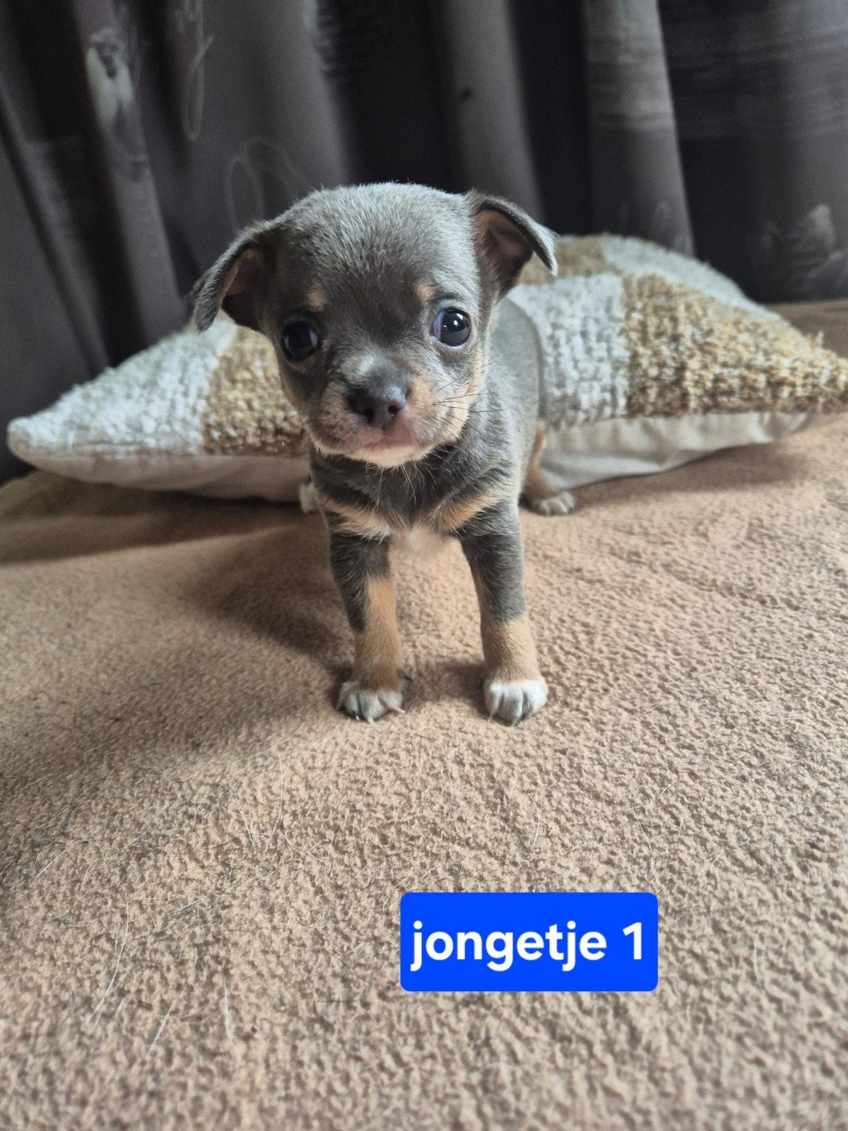 Prachtige chihuahua pups puppy's raszuiver bijzondere kleur, Reu, 8 tot 15 weken, Parvo, Meerdere