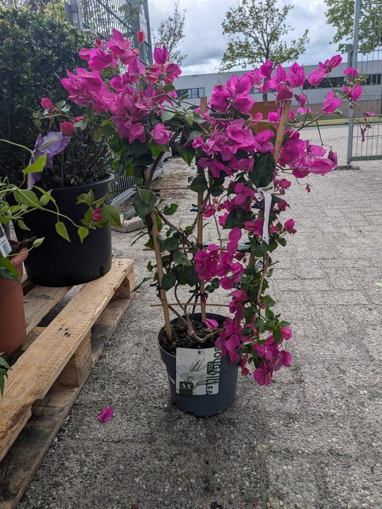 Bougainvillea op rek – Paars – Mediterrane sfeermaker ️, Volle zon, Eenjarig, Zomer, Ophalen