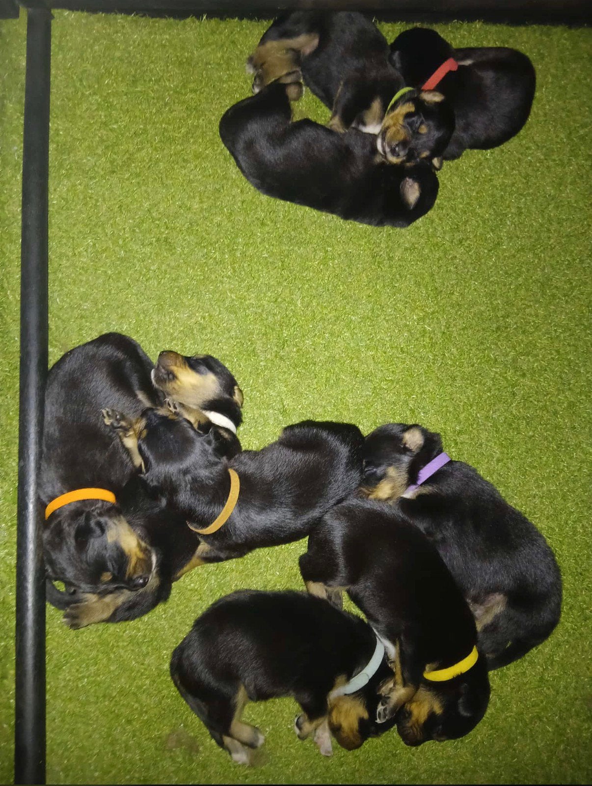 Puppies, 8 tot 15 weken, Teef, Parvo, Meerdere